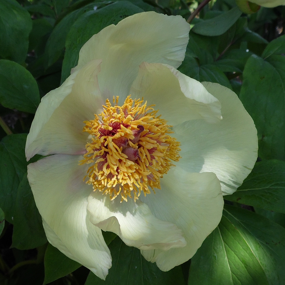 Paeonia daurica ssp. mlokosewitschii – Solaris Farms