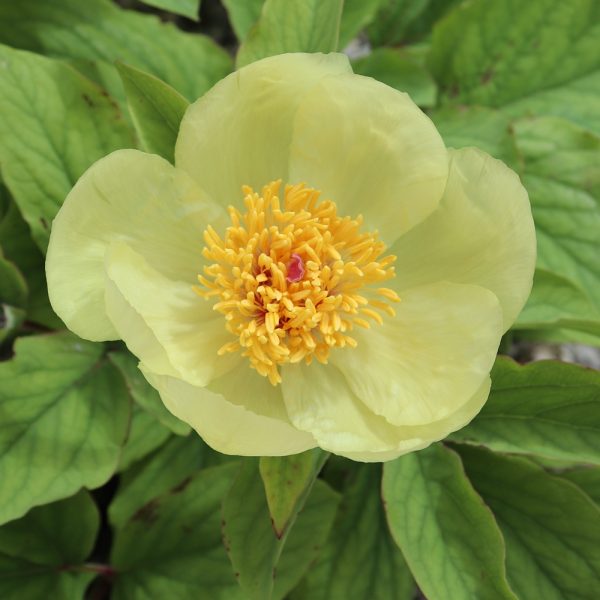 Paeonia daurica ssp. mlokosewitschii – Solaris Farms