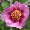 Paeonia daurica sbsps. mlokosewitschii 'HB'