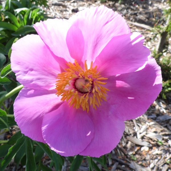 Paeonia officinalis 'A'