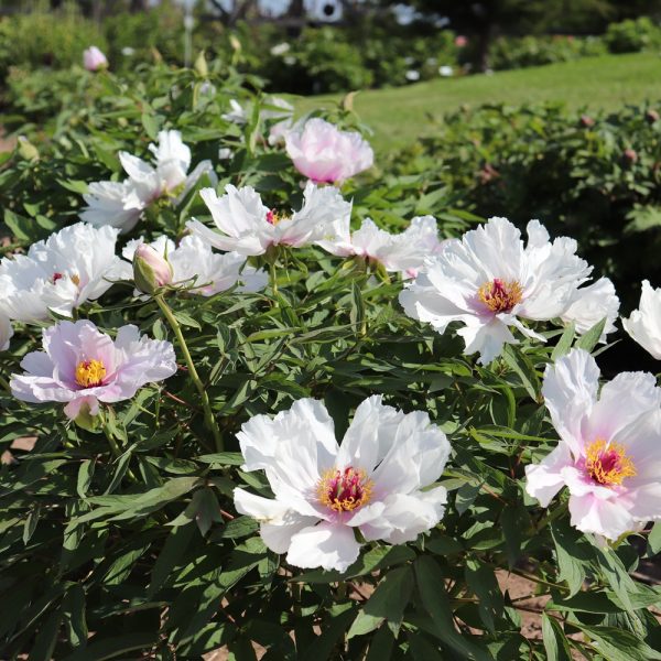 Paeonia ostii - Image 3