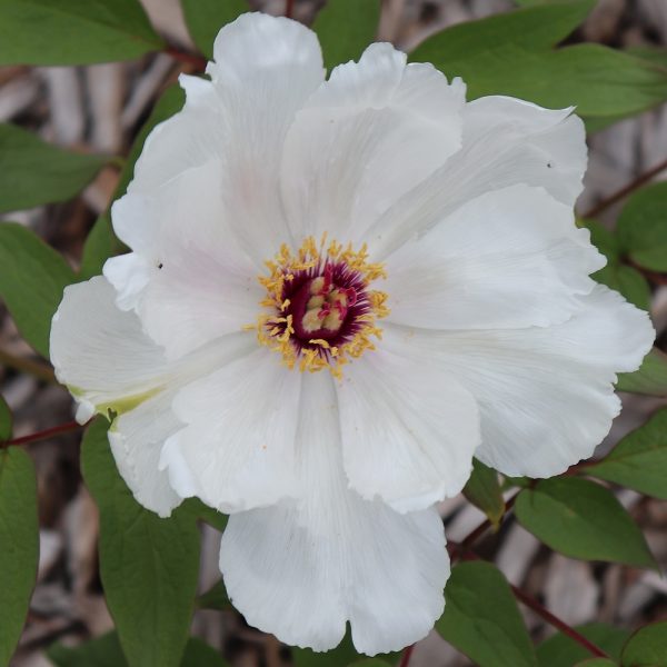 Paeonia ostii - Image 5