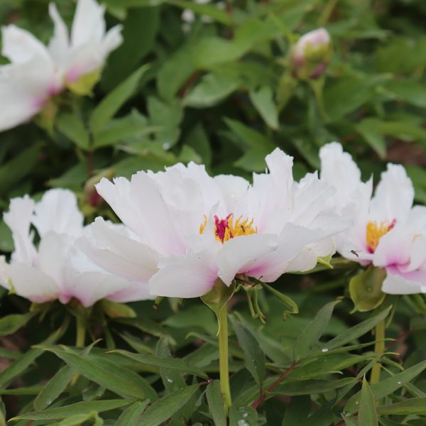 Paeonia ostii - Image 4