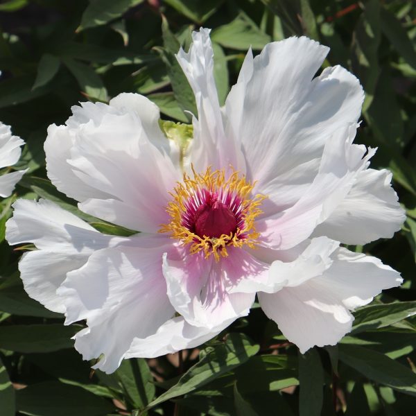 Paeonia ostii