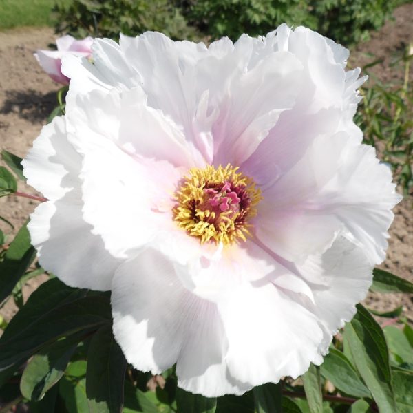 Paeonia ostii - Image 2