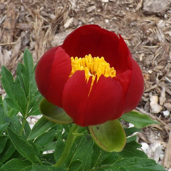 Paeonia peregrina - Image 3