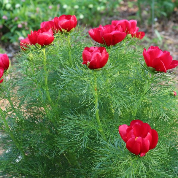 Paeonia tenuifolia & Variants