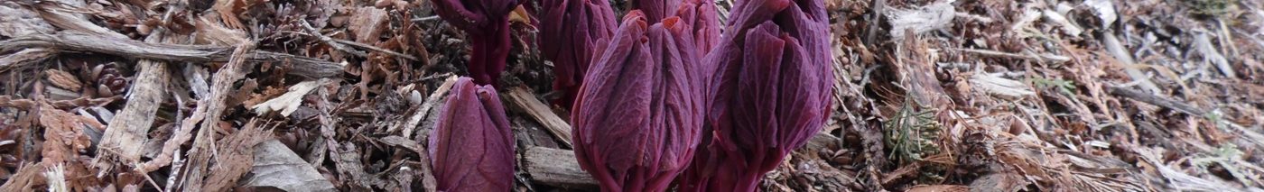 what does a peony leaf look like