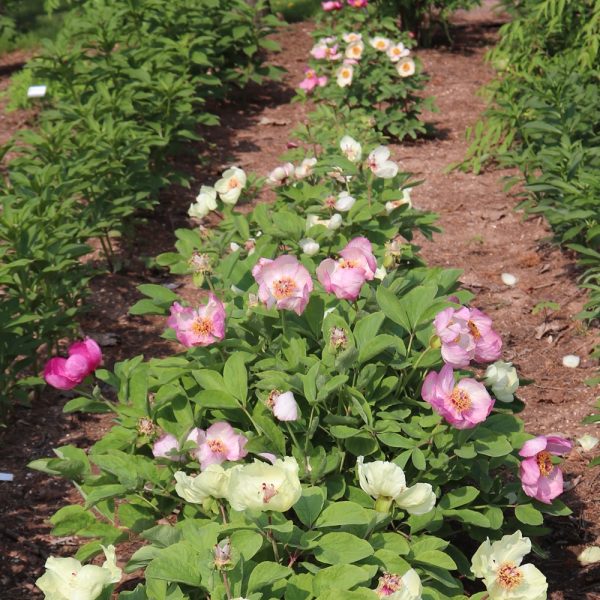 Paeonia daurica sbsps. mlokosewitschii