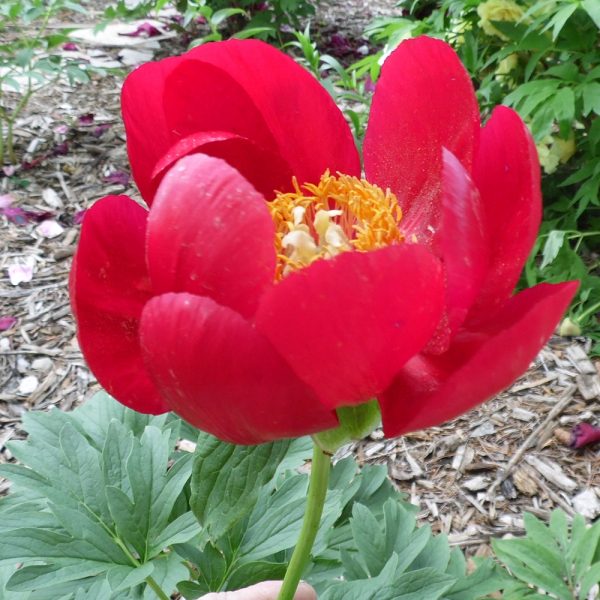 Paeonia peregrina - Image 2