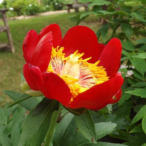 Paeonia peregrina