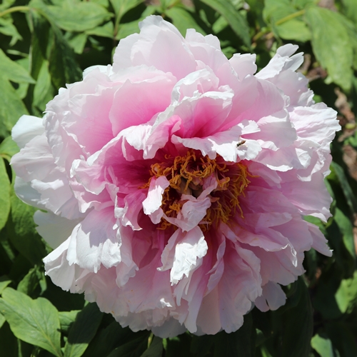 Paeonia 'Red Emperor' (Peony)