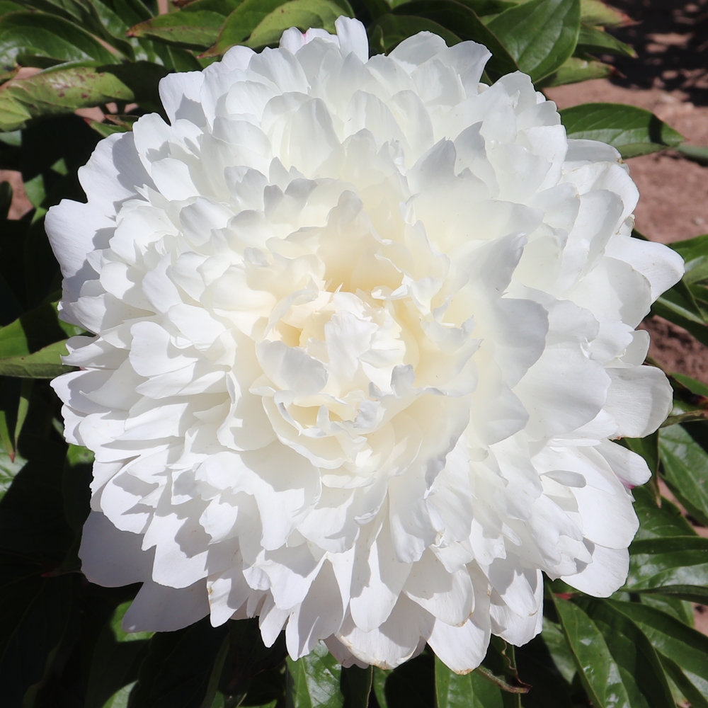 Mrs. Frank Beach - Image 2