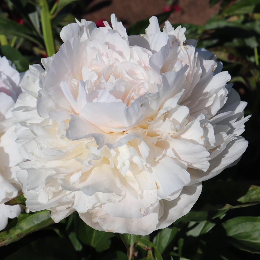 Addie Tischler - Image 2