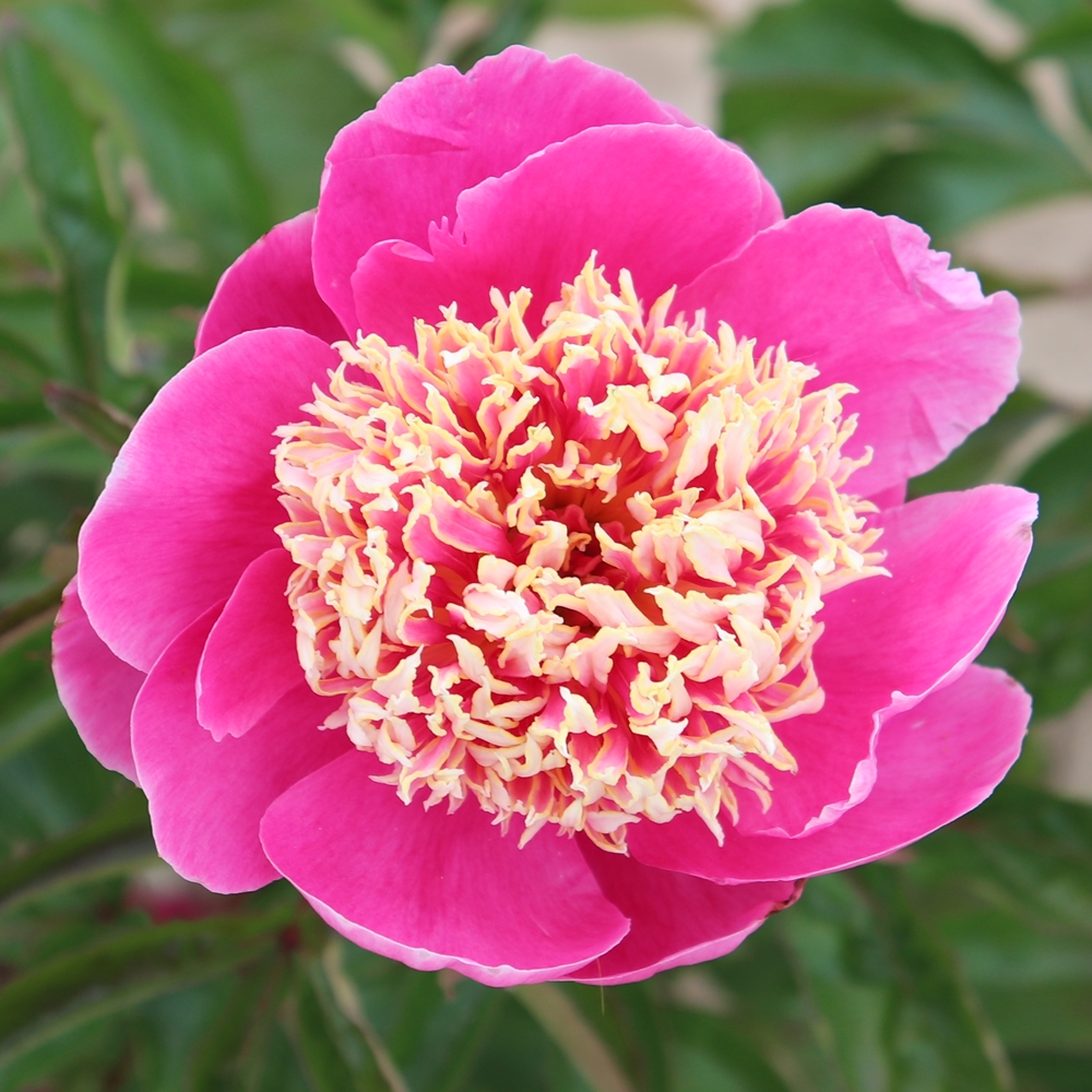 Paeonia 'Neon'  Flowers, Peonies, Plants