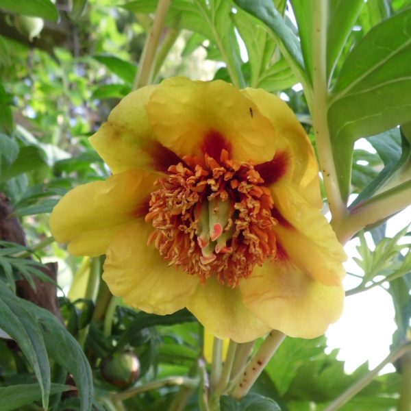 Paeonia delavayi/potaninii/lutea