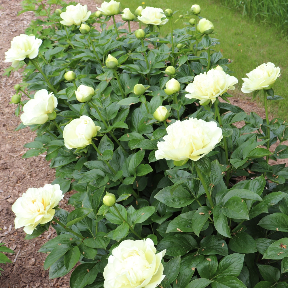 Amarillo Star - Image 2