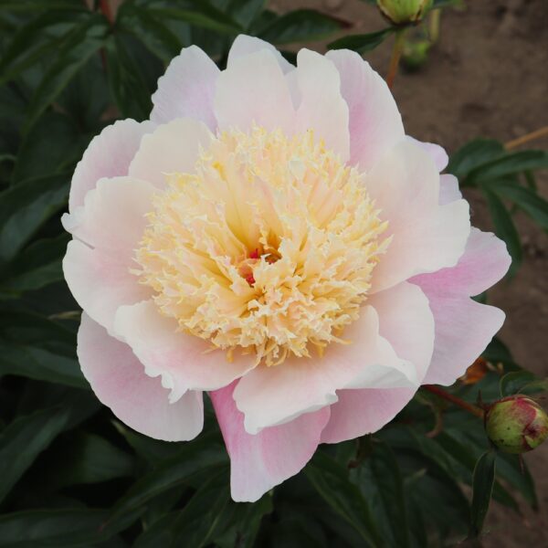 Cream Puff – Solaris Farms