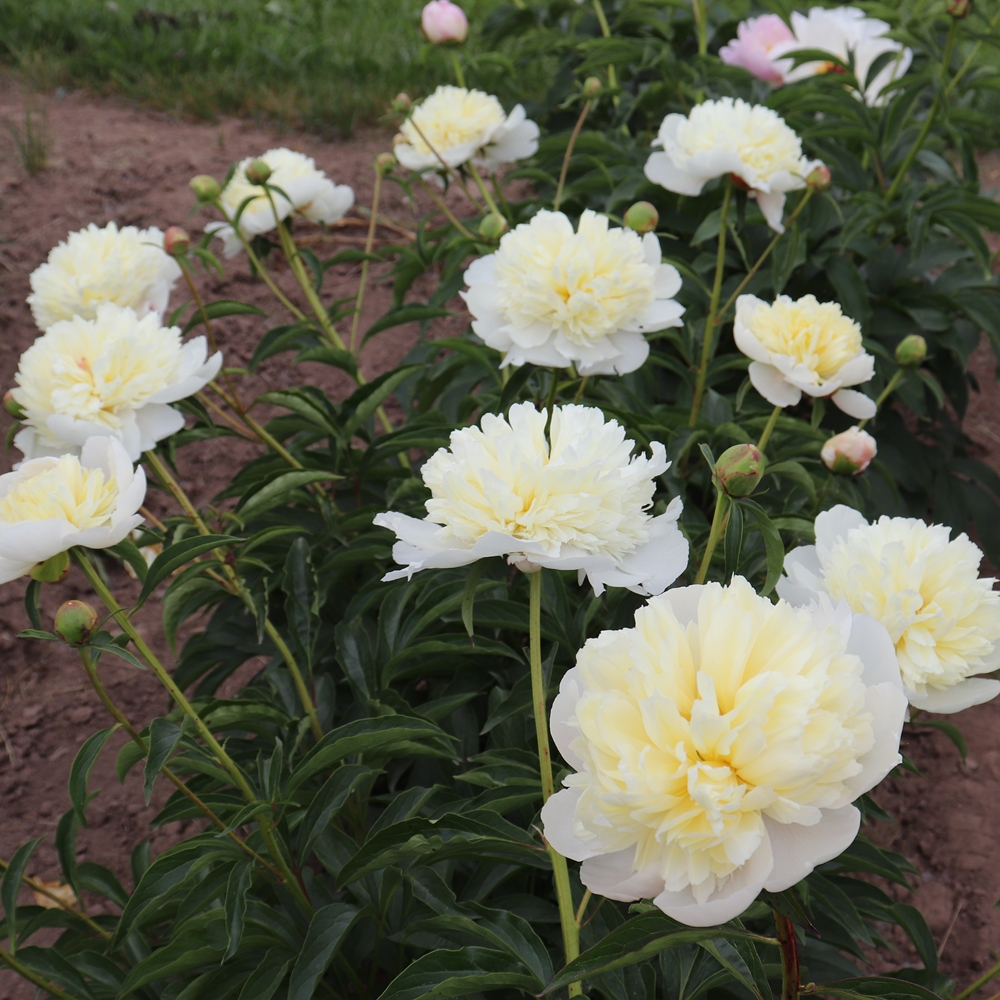 Golden Dawn - Image 2