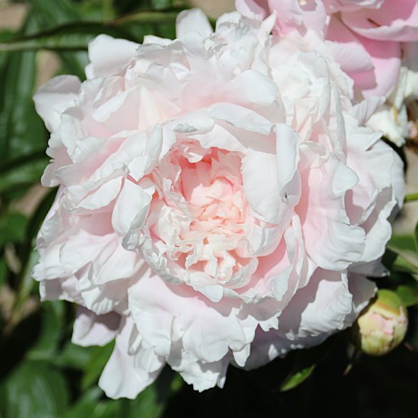 Mrs. Fern Lough