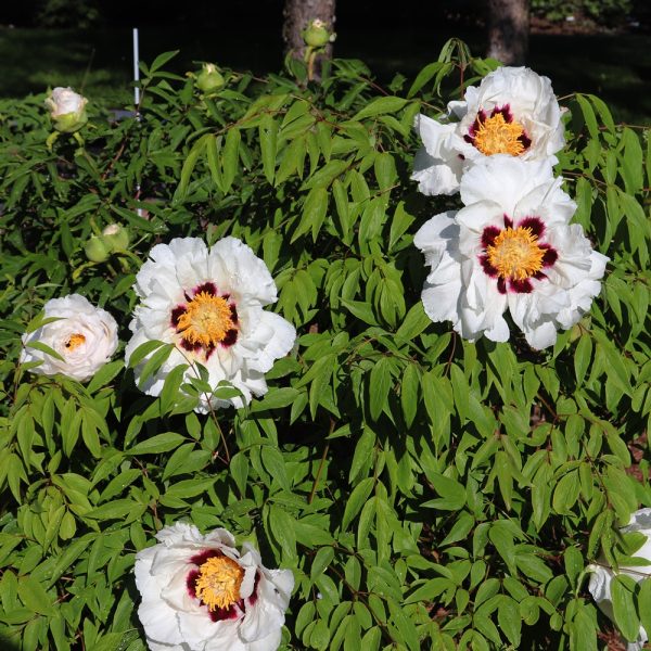 Paeonia rockii sbsps. rockii