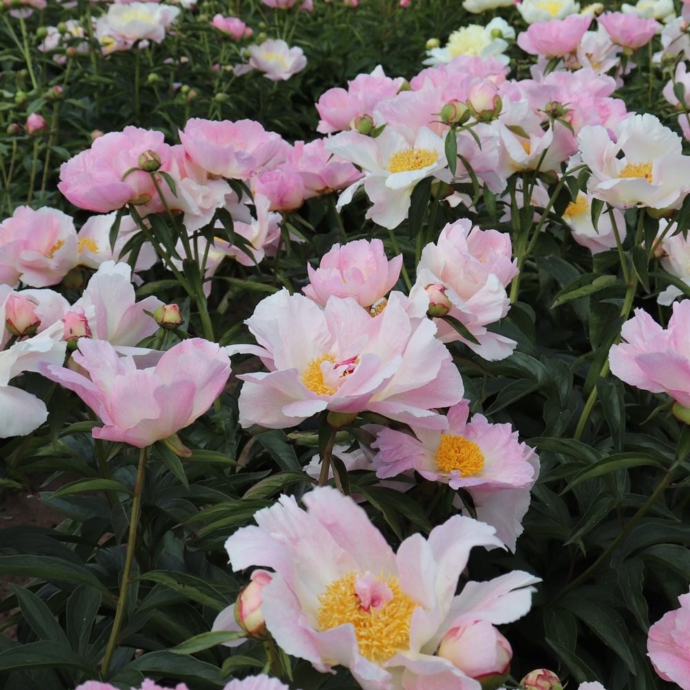 Pink Princess - Image 2