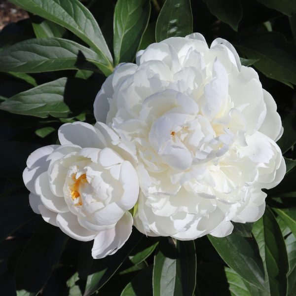 White Ivory