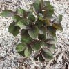 Paeonia daurica sbsps. mlokosewitschii 'HB' - Image 2