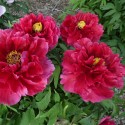 Woody Paeonia – Solaris Farms