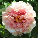 Woody Paeonia – Solaris Farms